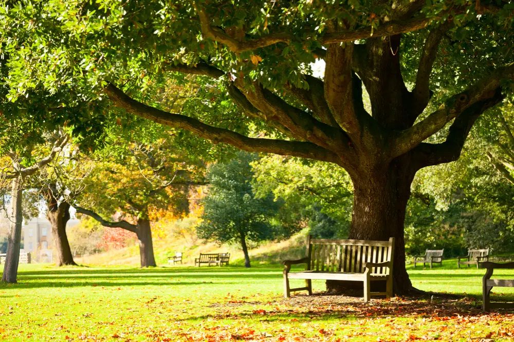 Tree Consultant bench by tree