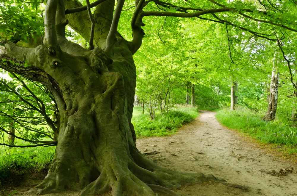 Tree Consultant old tree big tree