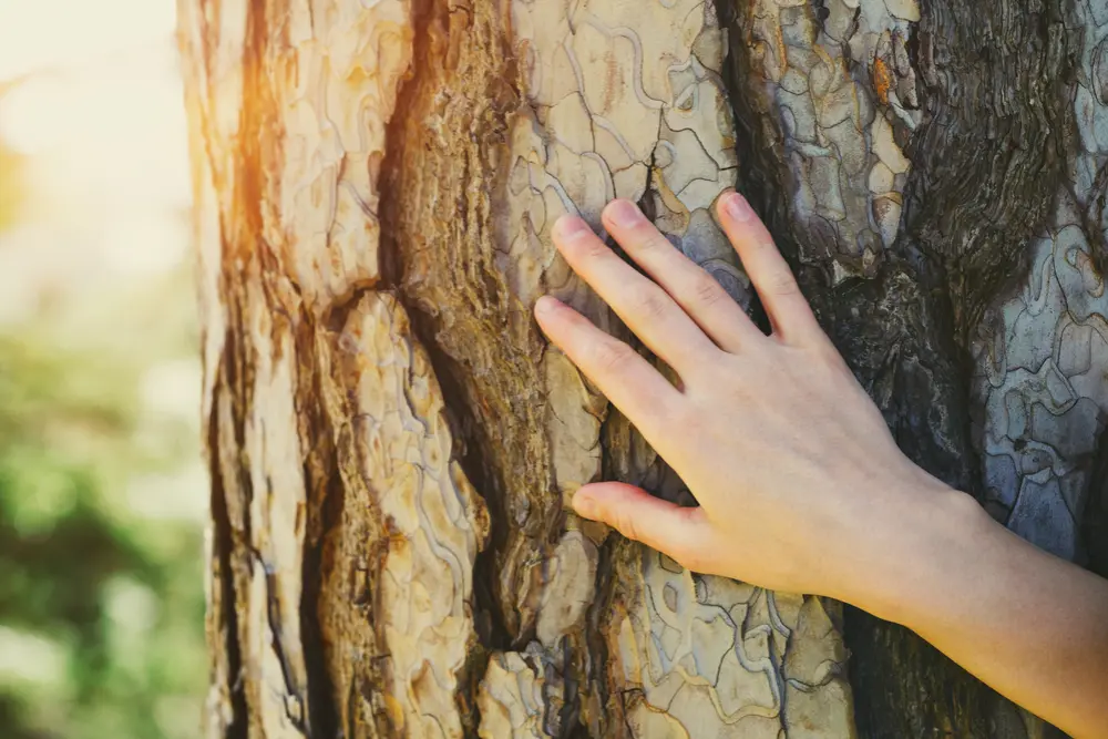 Tree Management arbor cultural tree hand