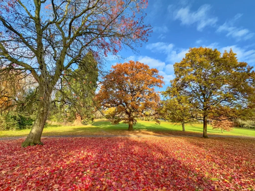 BS5837 UBNE Awards fallen leaves trees